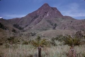 [Landscape of Cycas media trees at Leron Plains, Papua New Guinea]