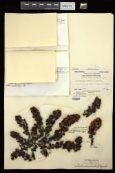 Turbinaria ornata