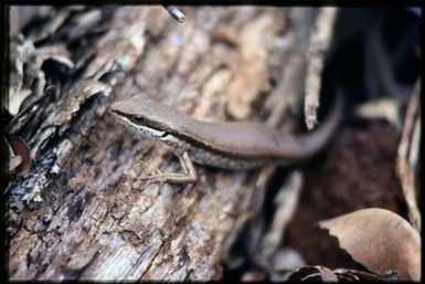 Skink sp.