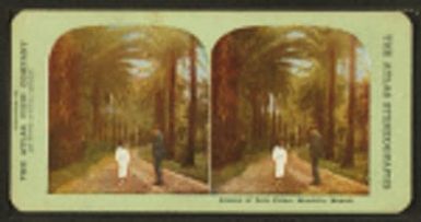 Avenue of date palms, Honolulu, Hawaii