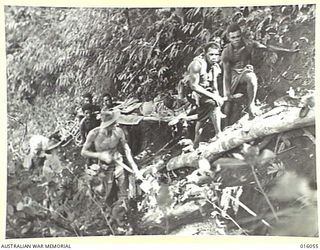 NEW GUINEA. UPPER RAMU VALLEY. 3 NOVEMBER 1943. WOUNDED BEING BROUGHT OUT OF MOUNTAIN BATTLE AREAS BY NATIVE CARRIERS. (NEGATIVE BY G. SHORT)