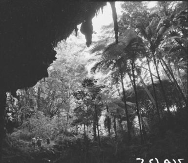 View of a rainforest taken from a cave, Isle of Pines, New Caledonia, 1967 / Michael Terry
