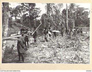 MOROKAIMORO, BOUGAINVILLE, 1945-06-05. MARYS RETURNING TO THE CAMP CARRYING DRY FIREWOOD. THE CAMP IS SUPERVISED BY ANGAU, AND THE NATIVES, EVACUATED FROM JAPANESE HELD TERRITORY, WILL RETURN TO ..