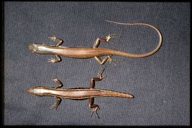 2 specimens (dorsal)