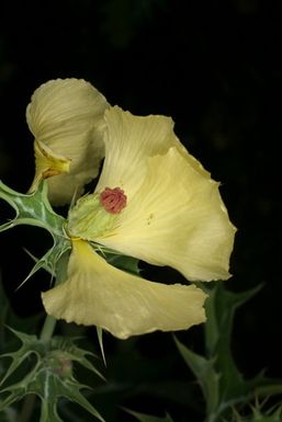 ["Argemone mexicana L. Papaveraceae. Mexican poppy"]