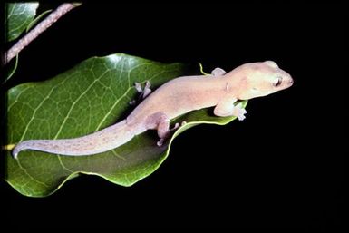 Gecko sp.