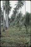 Old and young coconut trees, Siar Plantation