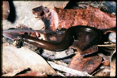 Skink sp.