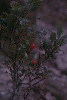 [Unidentified red fruits close-up on the Alakai Swamp Trail, United States]
