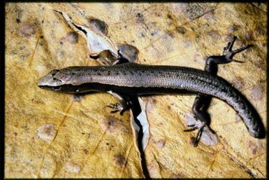 Caledoniscincus orestes