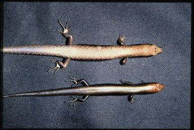 Two specimens (dorsal)