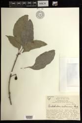 Pimelodendron amboinicum