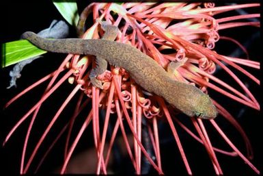 Gecko sp.