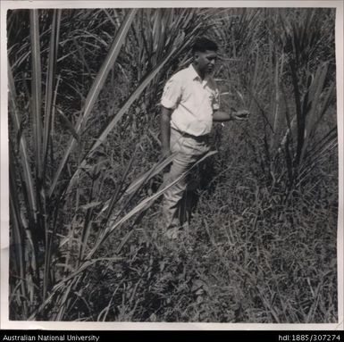 Field Office inspecting cane