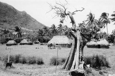 goat, palm, house, village, photography, ph