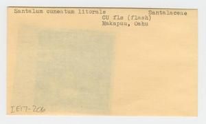[Santalum cuneatum in Hawaii, envelope IE17-206]