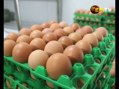 Sepik Chicken Project