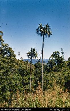 Okapa road - 8 miles to Okapa