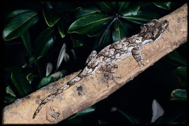 Rhacodactylus auriculatus