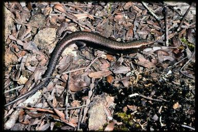 Skink sp.