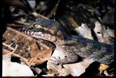 Nactus pelagicus