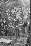 Pig festival, uprooting cordyline ritual, Tsembaga: decorated man holds bird-of-paradise feather valuables that he has removed from folded mat container at left