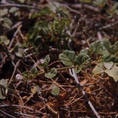 [Boerhavia diffusia close-up at Makapuʻu Point State Wayside, United States]
