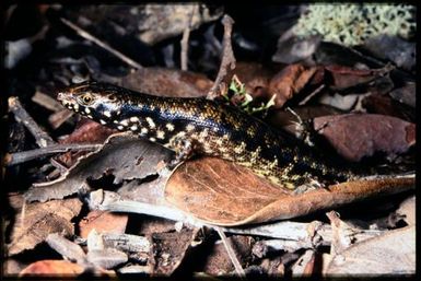 Skink sp.