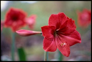 Hibiscus, Cook Islands