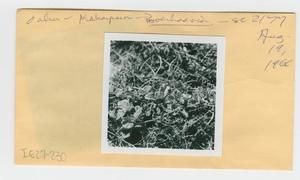 [Boerhavia in Hawaii, envelope IE27-230]