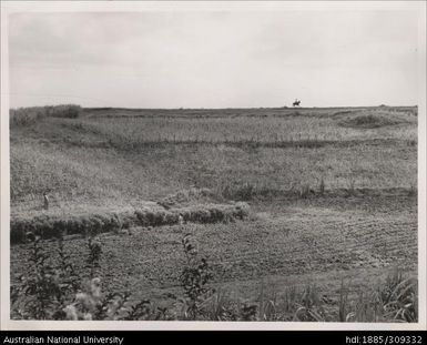 Din Mohamed's farm, Solovi Sector, Lautoka