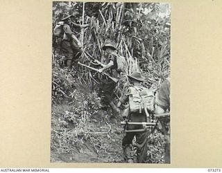 ALEXISHAFEN, NEW GUINEA. 1944-05-16. MEMBERS OF A SECTION FROM NO 14 PLATOON, C COMPANY, 35TH INFANTRY BATTALION CLIMB THE RIVER BANK AFTER CROSSING THE REMPI RIVER ON A PATROL NORTH OF ..