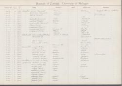 Auriculella; uniplicata