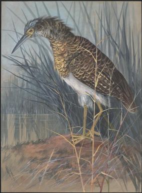Heron, Papua New Guinea, 1917 / Ellis Rowan