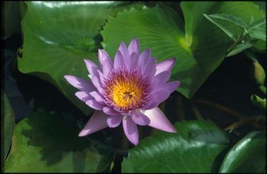 Single purple water lily