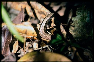 Caledoniscincus austrocaledonicus