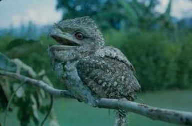 [Unidentified bird from Papua New Guinea]