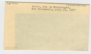 [Agathis in New Caledonia, envelope IE41-076]