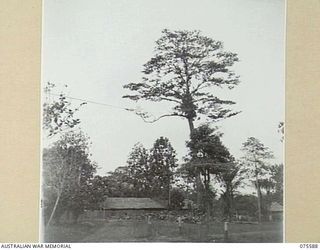 LAE, NEW GUINEA. 1944-08-22. THIS 190 FOOT TREE NEAR "A" MESS, HEADQUARTERS, NEW GUINEA FORCE WAS FOUND TO BE BADLY ROTTED AND IN DANGER OF FALLING IT WAS THEREFORE DECIDED TO HAVE MEMBERS OF THE ..