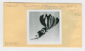 [Pittosporum in Hawaii, envelope IE29-074]