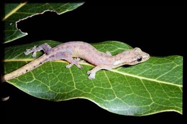 Gecko sp.