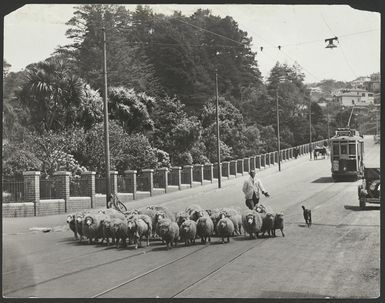 Herding sheep along Glenmore Street, Wellington