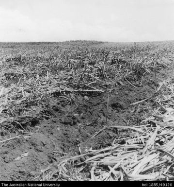 Trash conservation, Moto Estate