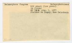 [Balanophora fungosa in New Caledonia, envelope IE41-167]