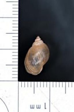 Stagnicola; volutata