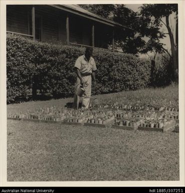 Raising seedlings