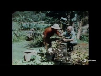 Taro Farmers Along Maui's Hana Highway (1977) | PBS HAWAIʻI CLASSICS