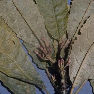 [Cyanea tritomantha close-up in ‘Ōla‘a Forest, United States] BRIT-A-AR003-012-02-119