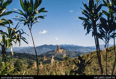 Okapa road - 8 1/4 miles to Okapa