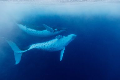 Megaptera novaeangliae (Humpback Whale) at Tuvana-i-ra, Fiji during the 2017 South West Pacific Expedition.